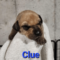 Clue