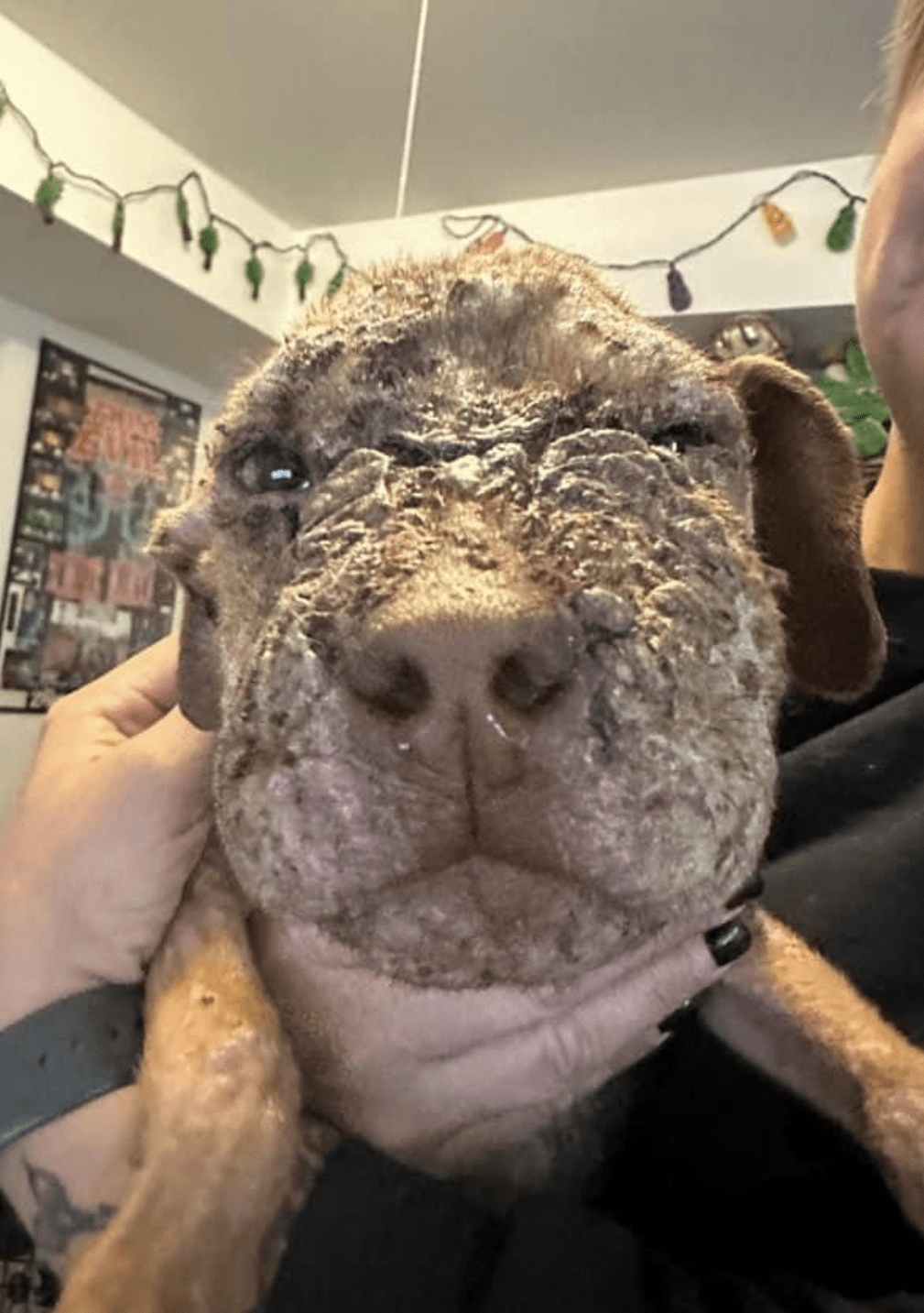 Duck Diamonds in the Ruff Rescue MO