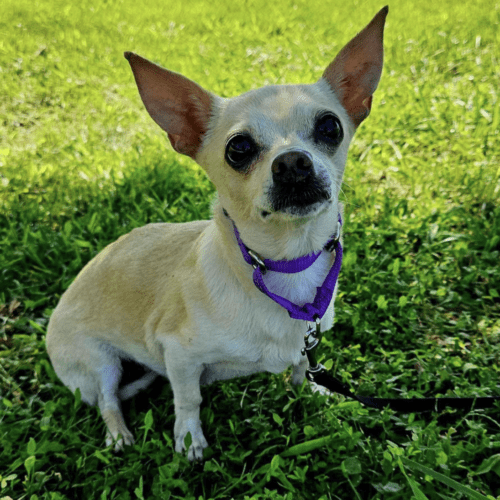 Luna – Diamonds in the Ruff Rescue MO