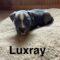 Luxray