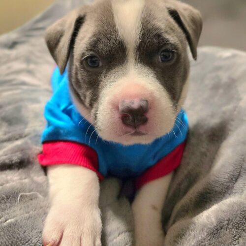Al – Diamonds in the Ruff Rescue MO