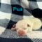 Pua