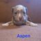 Aspen