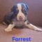 Forrest