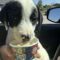 Sawyer