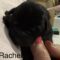 Rachel