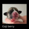 Goji Berry