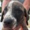 Jethro
