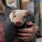 Wilbur
