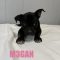 M3GAN