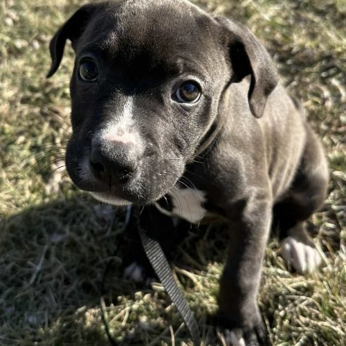 Bonnie Blair – Diamonds in the Ruff Rescue MO