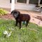 Angus