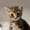 Firestar