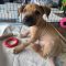 Stimpy