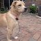 Shiloh