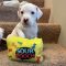 Sour Patch